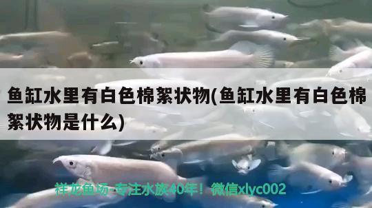 魚缸水里有白色棉絮狀物(魚缸水里有白色棉絮狀物是什么)