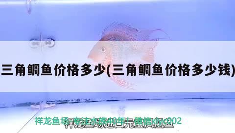 三角鯛魚價格多少(三角鯛魚價格多少錢) 觀賞魚