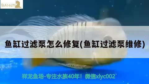 魚缸過濾泵怎么修復(魚缸過濾泵維修)