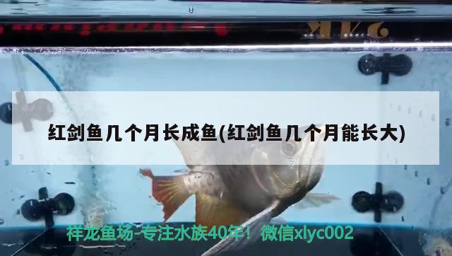 紅劍魚幾個(gè)月長(zhǎng)成魚(紅劍魚幾個(gè)月能長(zhǎng)大) 觀賞魚