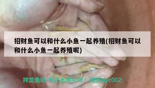 招財魚可以和什么小魚一起養(yǎng)殖(招財魚可以和什么小魚一起養(yǎng)殖呢) 觀賞魚