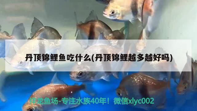 丹頂錦鯉魚吃什么(丹頂錦鯉越多越好嗎)