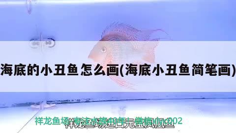 海底的小丑魚(yú)怎么畫(huà)(海底小丑魚(yú)簡(jiǎn)筆畫(huà))