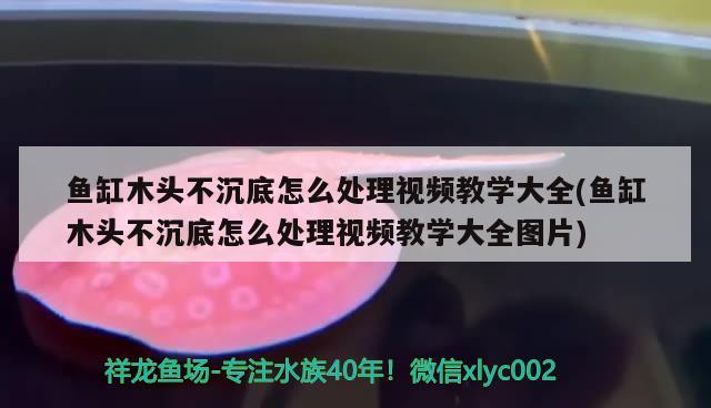 魚缸木頭不沉底怎么處理視頻教學大全(魚缸木頭不沉底怎么處理視頻教學大全圖片)