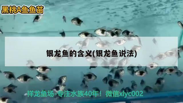 銀龍魚的含義(銀龍魚說法) 銀龍魚