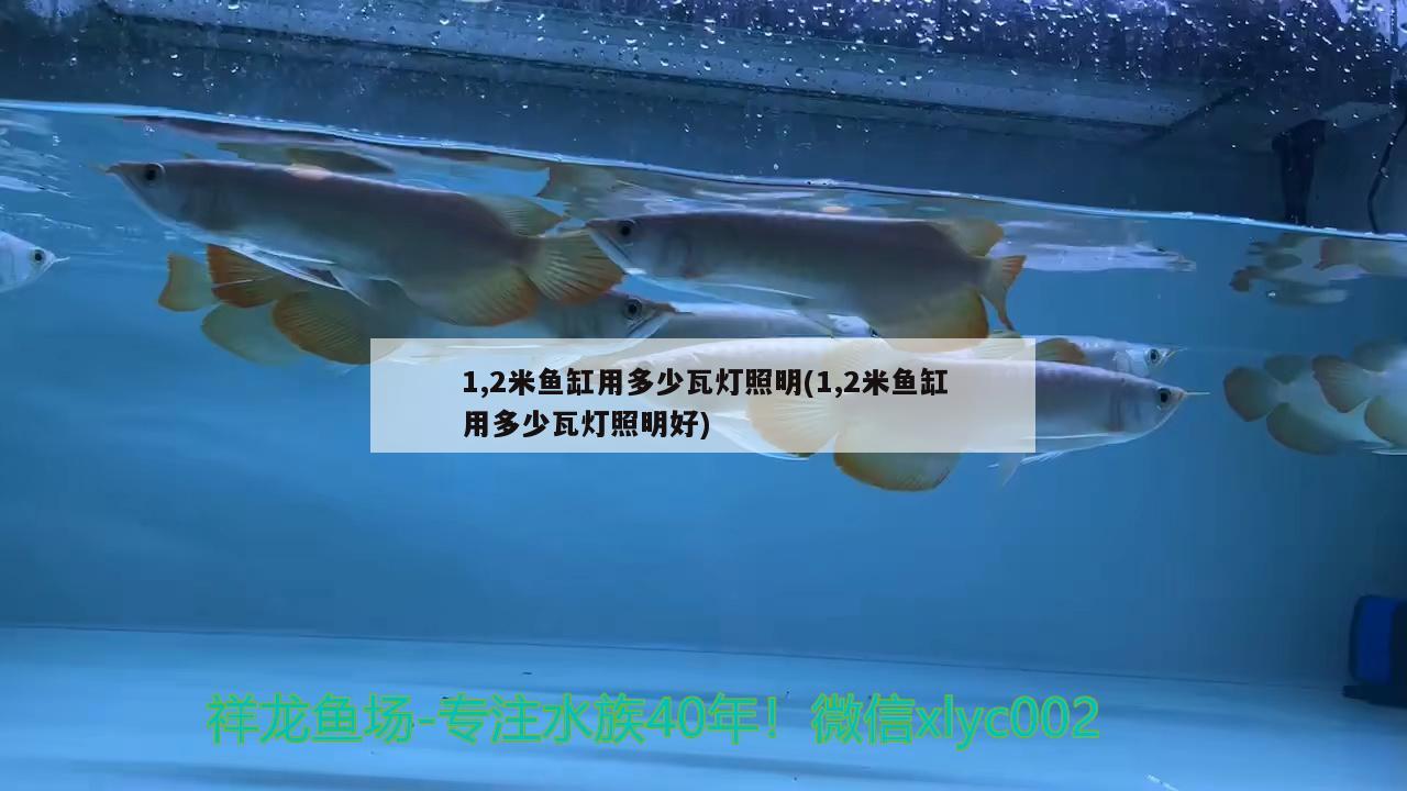 1,2米魚缸用多少瓦燈照明(1,2米魚缸用多少瓦燈照明好)