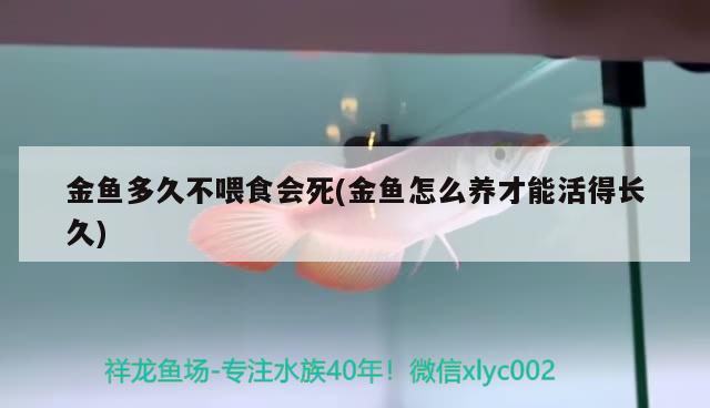 金魚多久不喂食會(huì)死(金魚怎么養(yǎng)才能活得長(zhǎng)久) 觀賞魚