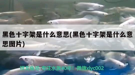 黑色十字架是什么意思(黑色十字架是什么意思圖片) 觀賞魚