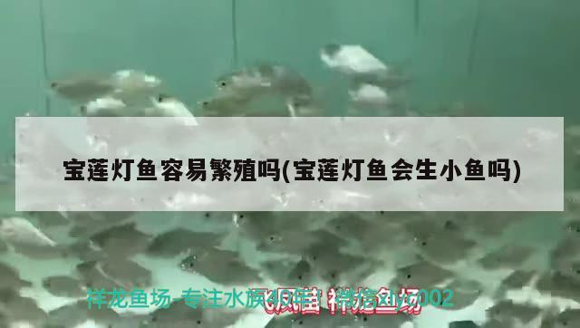 寶蓮燈魚容易繁殖嗎(寶蓮燈魚會(huì)生小魚嗎) 觀賞魚