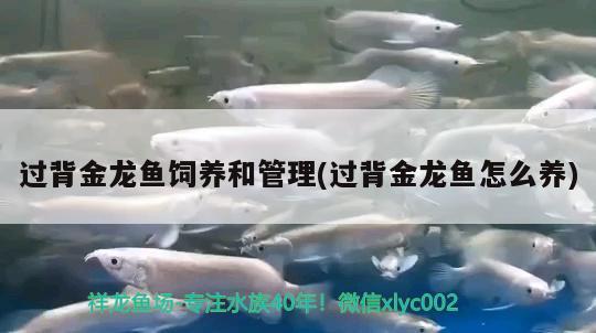 過背金龍魚飼養(yǎng)和管理(過背金龍魚怎么養(yǎng))