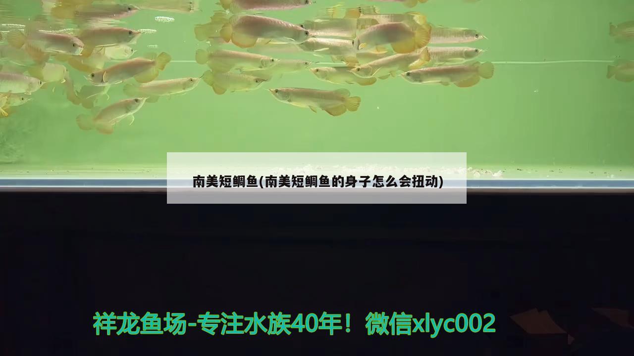 南美短鯛魚(南美短鯛魚的身子怎么會扭動)