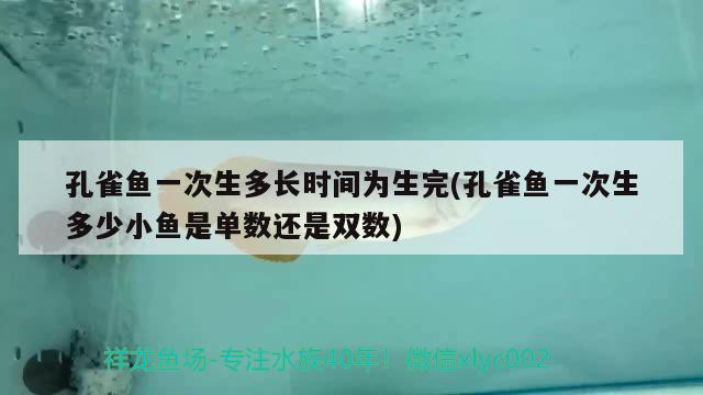 孔雀魚一次生多長時間為生完(孔雀魚一次生多少小魚是單數(shù)還是雙數(shù)) 觀賞魚