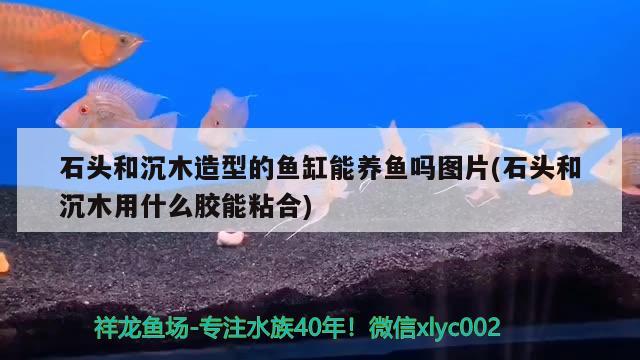 石頭和沉木造型的魚缸能養(yǎng)魚嗎圖片(石頭和沉木用什么膠能粘合) 水溫計