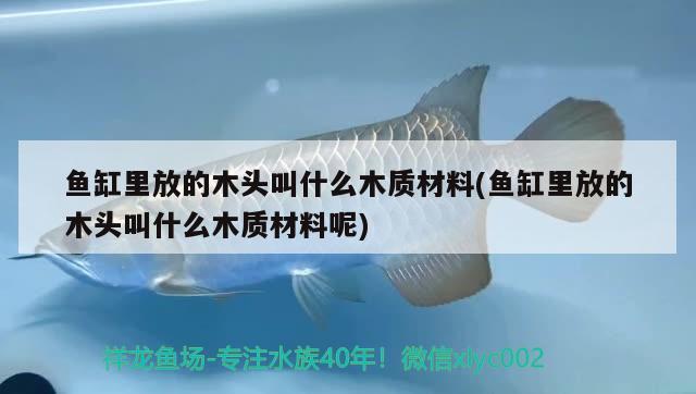 魚缸里放的木頭叫什么木質(zhì)材料(魚缸里放的木頭叫什么木質(zhì)材料呢)