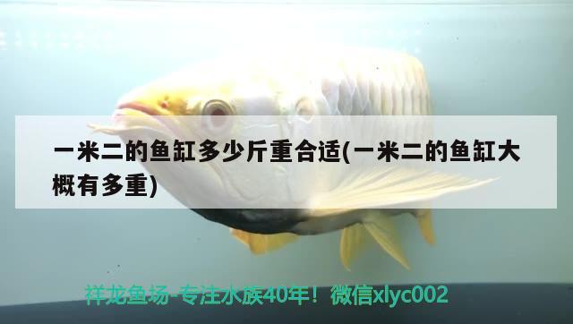 一米二的魚缸多少斤重合適(一米二的魚缸大概有多重) 女王大帆魚苗