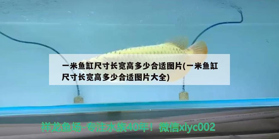 一米魚缸尺寸長(zhǎng)寬高多少合適圖片(一米魚缸尺寸長(zhǎng)寬高多少合適圖片大全) 虎魚魚苗