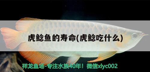 虎鯰魚的壽命(虎鯰吃什么) 觀賞魚