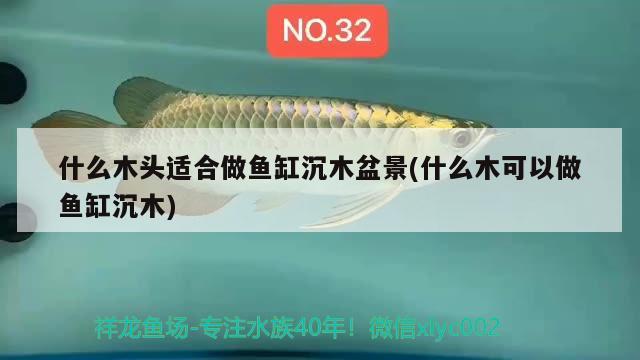 什么木頭適合做魚缸沉木盆景(什么木可以做魚缸沉木) 祥龍藍(lán)珀金龍魚 第2張