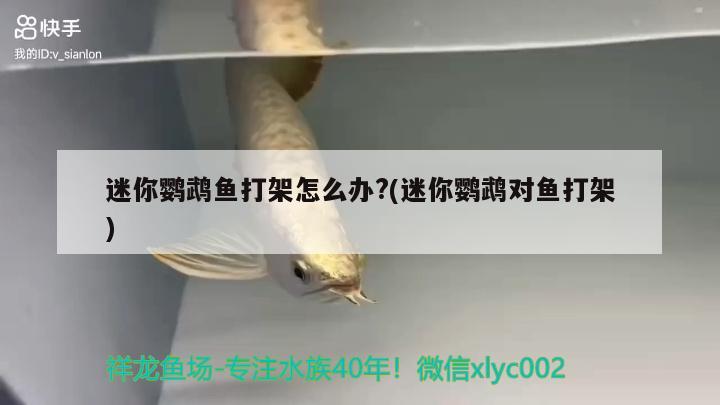 迷你鸚鵡魚打架怎么辦?(迷你鸚鵡對魚打架)