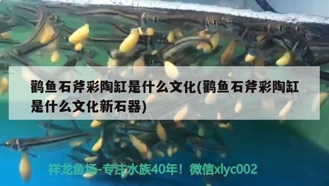 鸛魚石斧彩陶缸是什么文化(鸛魚石斧彩陶缸是什么文化新石器) 觀賞魚