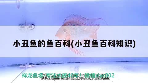 小丑魚的魚百科(小丑魚百科知識) 海水魚