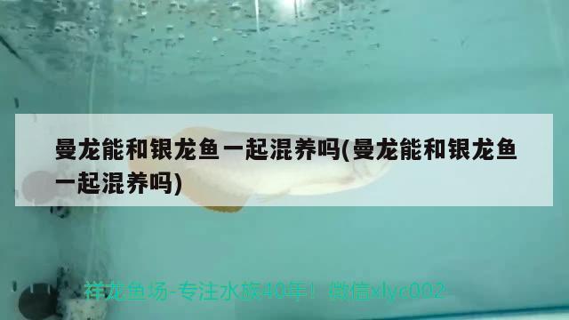 曼龍能和銀龍魚一起混養(yǎng)嗎(曼龍能和銀龍魚一起混養(yǎng)嗎)