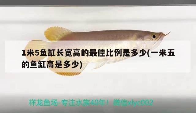 1米5魚缸長寬高的最佳比例是多少(一米五的魚缸高是多少)