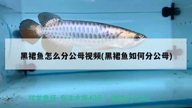 黑裙魚怎么分公母視頻(黑裙魚如何分公母) 觀賞魚