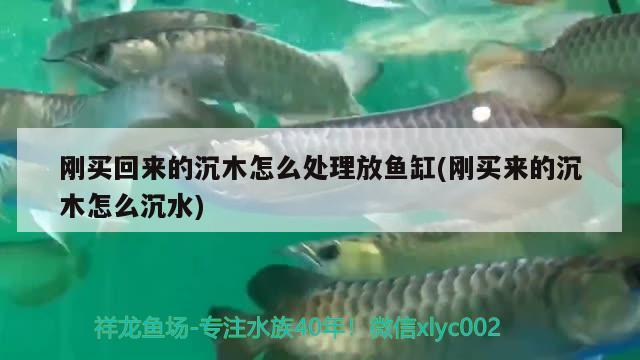 剛買回來的沉木怎么處理放魚缸(剛買來的沉木怎么沉水)