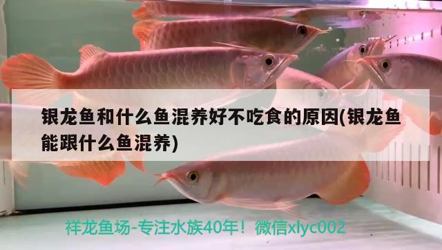 銀龍魚和什么魚混養(yǎng)好不吃食的原因(銀龍魚能跟什么魚混養(yǎng)) 銀龍魚百科 第2張