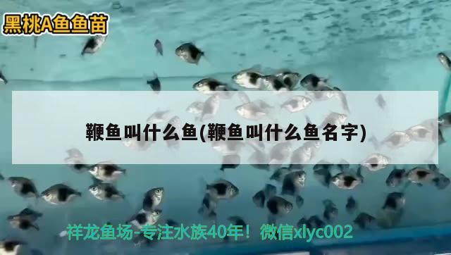 鞭魚叫什么魚(鞭魚叫什么魚名字) 觀賞魚