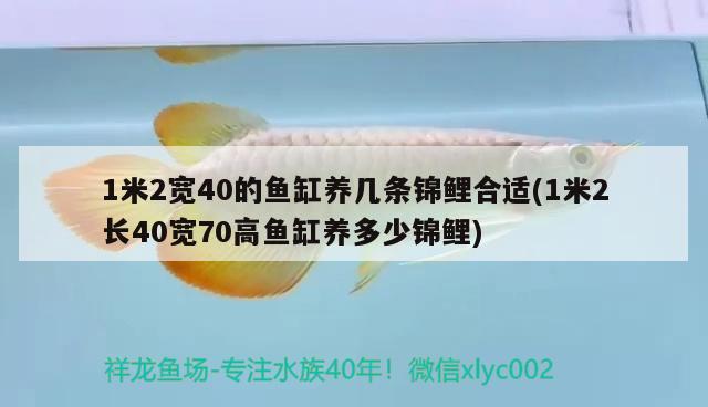 1米2寬40的魚缸養(yǎng)幾條錦鯉合適(1米2長40寬70高魚缸養(yǎng)多少錦鯉) 飛鳳魚