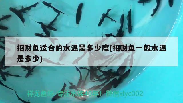 招財魚適合的水溫是多少度(招財魚一般水溫是多少)