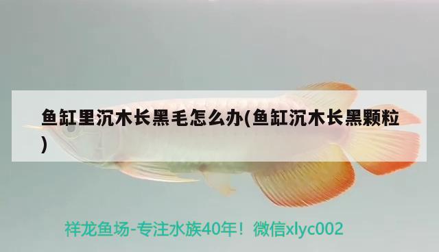 魚缸里沉木長(zhǎng)黑毛怎么辦(魚缸沉木長(zhǎng)黑顆粒)