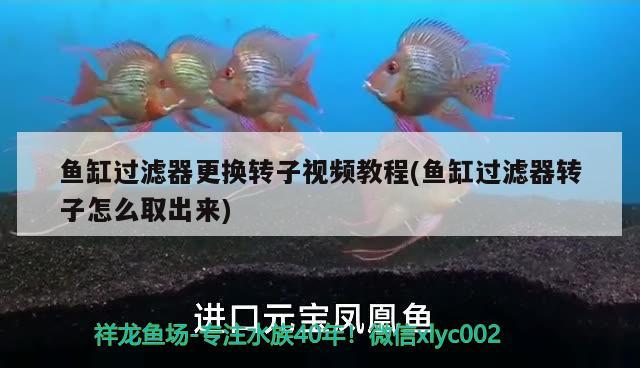 魚缸過濾器更換轉子視頻教程(魚缸過濾器轉子怎么取出來) 皇冠黑白魟魚