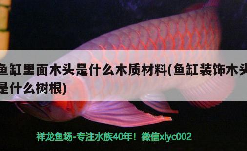 魚缸里面木頭是什么木質(zhì)材料(魚缸裝飾木頭是什么樹根)