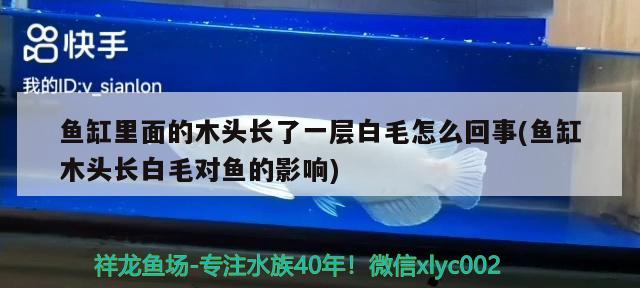 魚缸里面的木頭長了一層白毛怎么回事(魚缸木頭長白毛對魚的影響) 印尼四紋虎