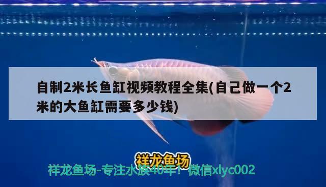 自制2米長魚缸視頻教程全集(自己做一個2米的大魚缸需要多少錢) 女王大帆魚苗