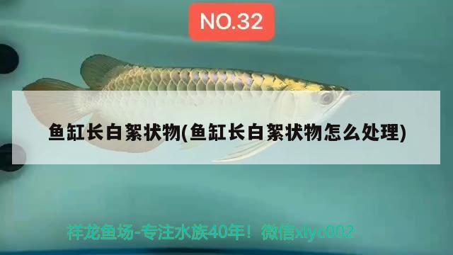 魚缸長白絮狀物(魚缸長白絮狀物怎么處理)