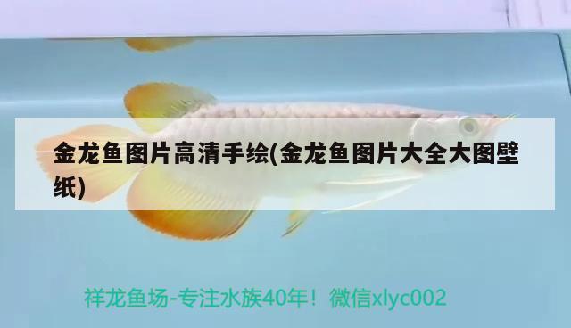 金龍魚圖片高清手繪(金龍魚圖片大全大圖壁紙)