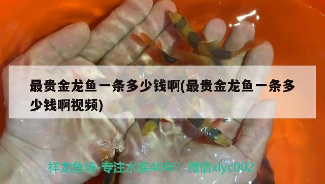 最貴金龍魚一條多少錢啊(最貴金龍魚一條多少錢啊視頻)