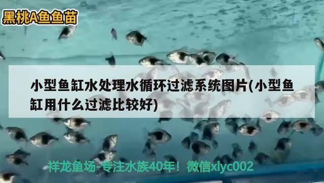 小型魚缸水處理水循環(huán)過濾系統(tǒng)圖片(小型魚缸用什么過濾比較好) 銀河星鉆魚