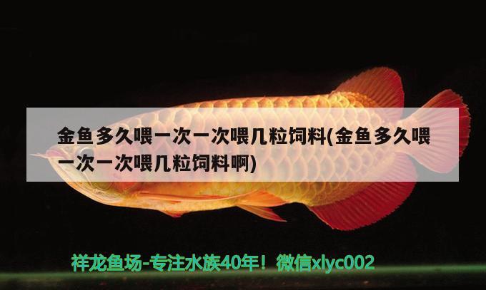 金魚多久喂一次一次喂幾粒飼料(金魚多久喂一次一次喂幾粒飼料啊) 觀賞魚