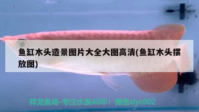 魚缸木頭造景圖片大全大圖高清(魚缸木頭擺放圖) 大白鯊魚苗