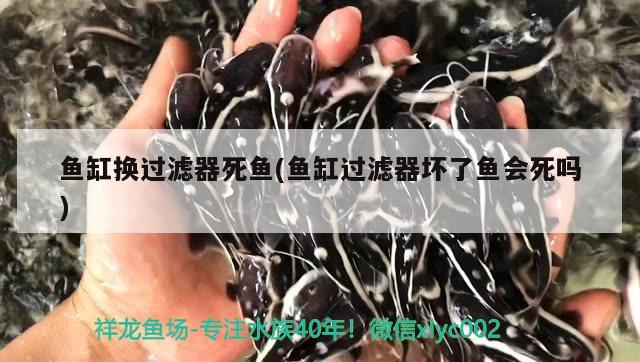 魚缸換過濾器死魚(魚缸過濾器壞了魚會死嗎) 圣菲埃及魚