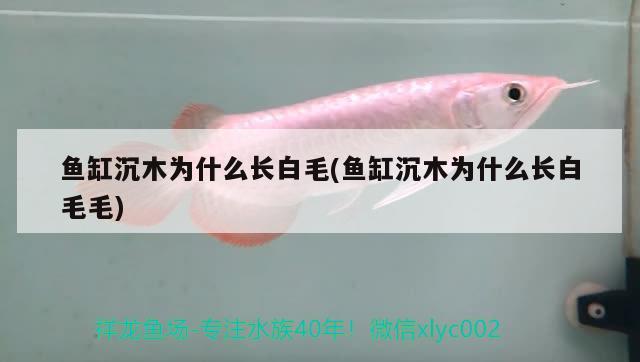 魚缸沉木為什么長白毛(魚缸沉木為什么長白毛毛) 福滿鉆魚