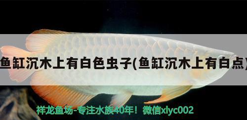 魚缸沉木上有白色蟲子(魚缸沉木上有白點(diǎn)) 白寫錦鯉魚