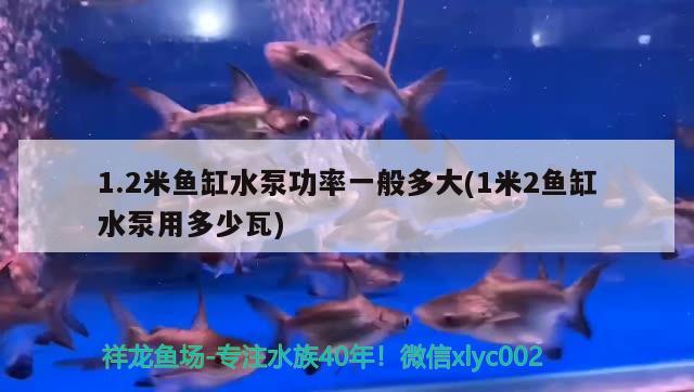 1.2米魚缸水泵功率一般多大(1米2魚缸水泵用多少瓦) 魚缸水泵