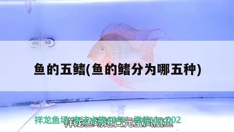 魚的五鰭(魚的鰭分為哪五種) 觀賞魚