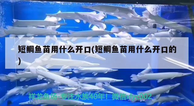 短鯛魚苗用什么開口(短鯛魚苗用什么開口的)